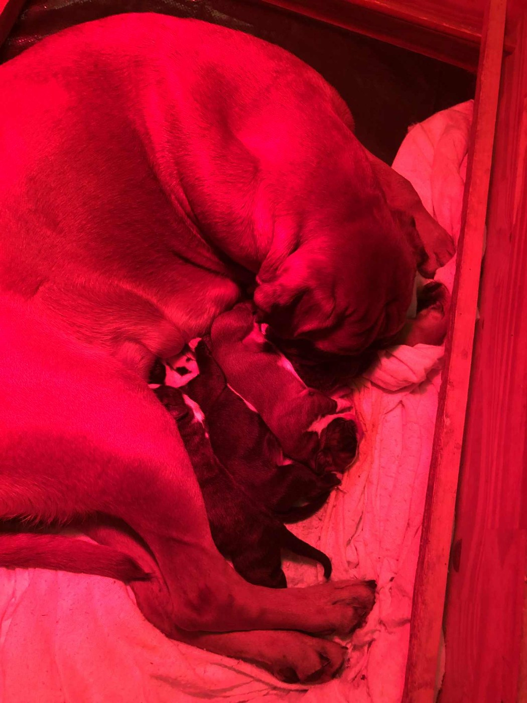 Naissance Ugni X Valentino