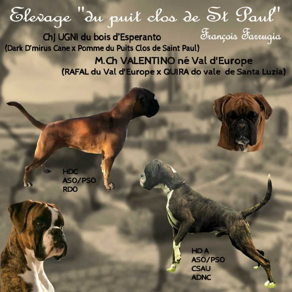 JCH UGNI du bois d'espéranto et MCHJ VALENTINO né du Val D'Europe